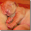 AHHHH CHE SONNO